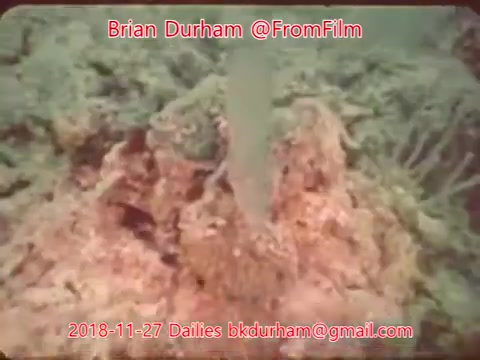 The 16mm still features an underwater scene with a focus on vibrant coral formations and marine life. The image presents a textured, colorful environment typical of a coral reef, showcasing the beauty of underwater ecosystems. The date and contact information are overlaid at the bottom, indicating it is a still from film dailies by Brian Durham.
