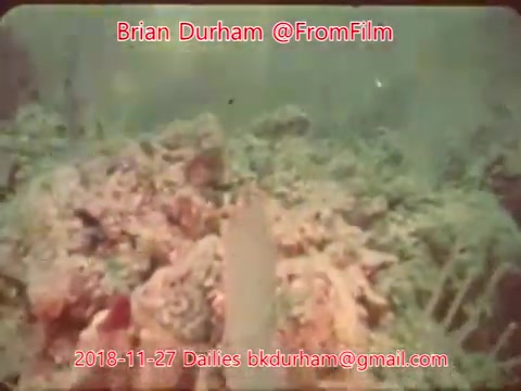 The still from '@FromFilm Dailies November 27, 2018' showcases an underwater scene featuring coral and aquatic life. The image appears to have a vintage aesthetic typical of 16mm film, capturing the vibrant colors and textures of the underwater environment. The composition suggests a focus on marine biodiversity, with the day’s date and contact information overlaying the visual.