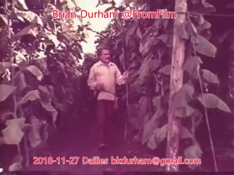 The still depicts a man standing amidst tall tobacco plants in a field, seemingly engaged in agricultural activities. The setting appears to be well-maintained, with a focus on the plants surrounding him. The image has a vintage quality, characteristic of 16mm film, and includes textual overlays that provide context, such as the date and associated email.