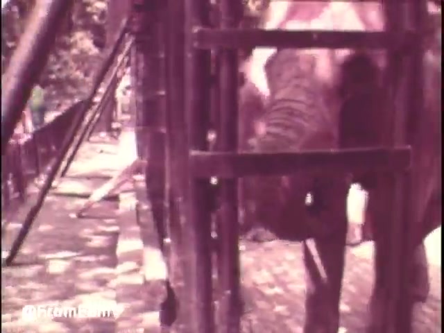 The still from the 16mm 'Pamper's Diapers' commercial features a playful scene at a zoo or similar outdoor setting. An elephant is partially visible, interacting with its surroundings. The color tones are soft and slightly faded, typical of early 1970s film. The atmosphere suggests a fun, family-oriented vibe, often found in commercials aimed at parents. The overall composition captures a moment of animal amusement, aligning with the lighthearted tone of the advertisement.   For updates, you can follow @FromFilm on Twitter.