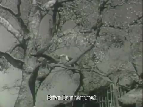 The still features a tree with bare branches, likely in a rural or natural setting. A figure or animal can be seen perched on a branch, suggesting a theme of nature or simplicity. The black-and-white aesthetic hints at the 1960s era, which aligns with the promotional context for ABC's Fall 1963 season. The visual style reflects a nostalgic or classic television look typical of that time.