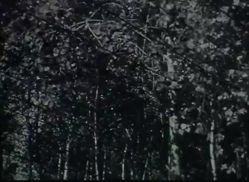 The still likely depicts a dense canopy of trees, illustrating the context of outdoor utility work related to telephone line installation. The focus on the foliage suggests the natural environment that technicians must navigate when running drop wires from utility poles to customers. The visual conveys the challenges and considerations involved in telecommunication infrastructure during the late 1940s and early 1950s.