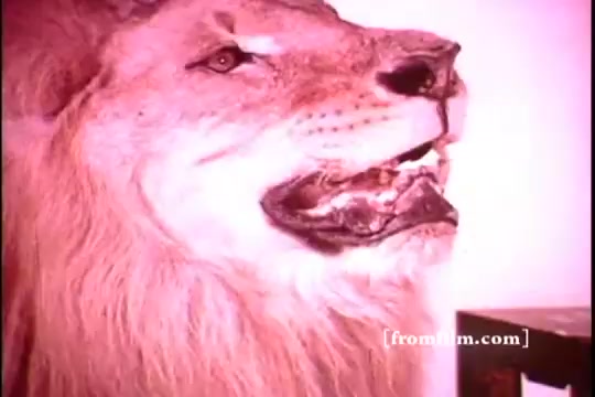 The still features a mounted lion's head, showcasing its expressive features and mane. The color tone has a warm, vintage hue typical of 1970s 16mm prints. The lion appears to be in a taxidermy display, capturing a moment of grandeur that reflects both the majesty of the animal and the era's aesthetic.