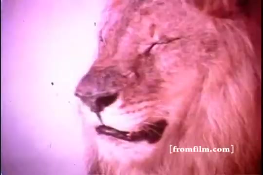 The still from 'Royal Lion Tea - 1970's' features a close-up of a lion's face, capturing its majestic profile. The lion appears calm, with its eyes closed, and the warm color tones give it a vintage look typical of 16mm film from that era. The soft focus highlights the texture of the lion's mane and facial features, evoking a sense of serenity.