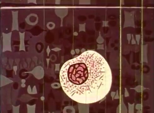 The still from 'The Human Cell and the Cytologist' depicts a stylized representation of a human cell. The cell is centrally located, featuring a prominent nucleus with a reddish hue surrounded by a lighter cytoplasm. The background consists of abstract, colorful shapes that suggest various cellular structures or environments, emphasizing an educational focus on cellular biology. The visual style is likely simplified and artistic to aid viewers in understanding complex concepts.