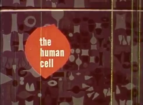 The still features a vibrant title card for the educational film 'The Human Cell and the Cytologist,' set against a patterned background of abstract shapes and forms. The title is prominently displayed in a bold, modern font, with 'the human cell' highlighted in white against a red shape. The overall aesthetic reflects a mid-20th century design, combining scientific themes with artistic visuals.