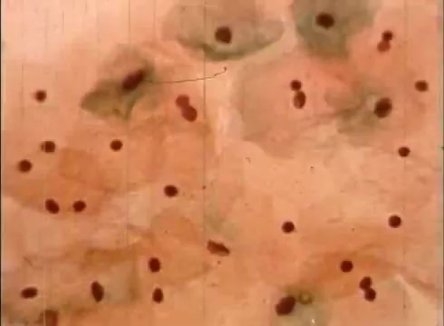 The still features a close-up view of cells, presented in a soft, muted color palette with shades of brown, green, and red. The cells are visible with distinct nuclei, showcasing their structure in a microscopic format. This educational film likely aims to illustrate cellular biology and the role of cytologists in studying cell anatomy and function. The overall aesthetic reflects the vintage nature of a 16mm film, with slight graininess and a historical context.