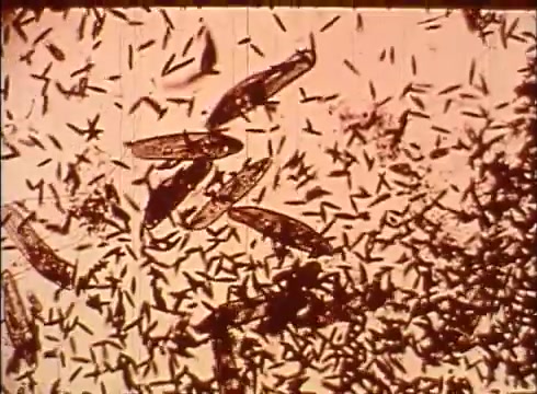 The still features a microscopic view of various cellular structures, likely highlighting different cell types or microscopic organisms. These structures are depicted against a light background, revealing intricate details and variations in shape. The image aims to educate viewers about cellular biology, likely illustrating the diversity and complexity of life at a microscopic scale.