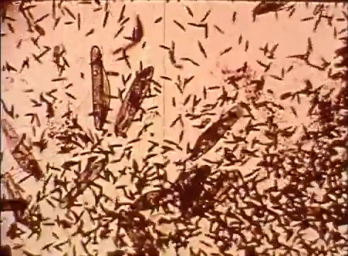 The still from 'The Human Cell and the Cytologist' depicts a microscopic view of cellular structures. The image shows a multitude of elongated shapes, likely representing various cellular components or microorganisms, set against a lighter background. This educational film aims to illustrate the complexity and abundance of life at the microscopic level, highlighting the interactions and environments within cellular biology.