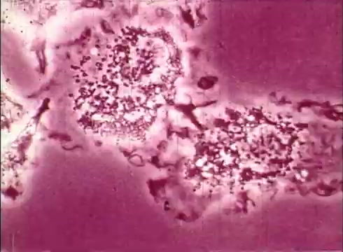 The still presents a microscopic view of human cells, showcasing cellular structures in a pink-tinted hue. The image is likely meant for educational purposes, illustrating key features such as organelles and cell membranes. The clarity suggests a focus on cellular biology and cytology, typical of an instructional film aimed at enhancing understanding of human cellular functions.