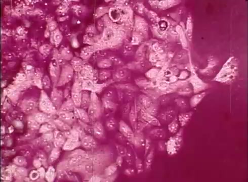 The still from 'The Human Cell and the Cytologist' features a magnified view of cells, shown in various shapes and sizes against a vibrant pink background. This educational film likely aims to illustrate cellular structure and function, highlighting the complexity and variety of cells as observed through microscopy. The details depict cellular components, possibly including nuclei and cytoplasm, emphasizing the intricate nature of microscopic life.
