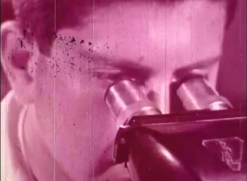 The still features a young man intently looking through the eyepiece of a microscope. The image has a vintage aesthetic, characterized by a pinkish tint and visible grain, typical of 16mm film prints. The focus is on the man's face and the microscope, emphasizing the act of observation. This scene likely illustrates a moment of scientific inquiry in the context of studying human cells.
