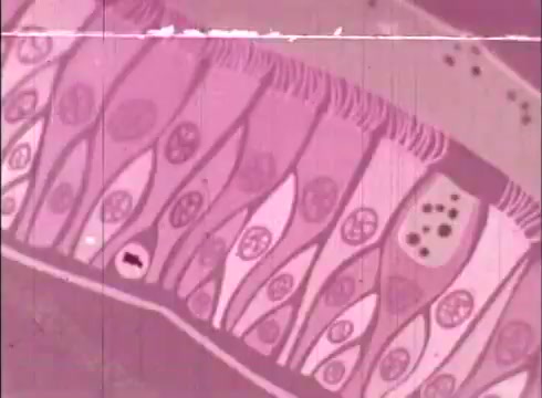 The still from 'The Human Cell and the Cytologist' depicts a microscopic view of cells, showcasing various cell types with distinct shapes and nuclei. The color palette is predominantly pink, emphasizing the cellular structures. This visual serves an educational purpose, illustrating the intricate details of cellular anatomy and organization, likely aimed at teaching fundamental concepts in biology and cytology.