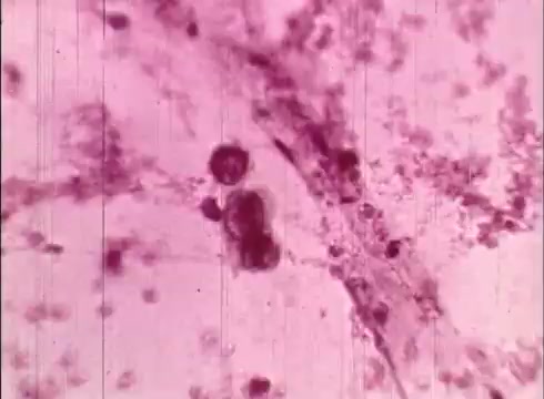 The still features a magnified view of biological cells under a microscope, showing various cell structures in shades of pink. The image likely highlights cellular components, illustrating concepts related to cytology in an educational context. The focus is on the intricate details of cell morphology, typical of a scientific film aimed at teaching about human cells and their functions.