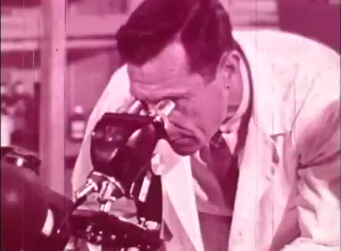 The still shows a male cytologist closely examining a microscope in a laboratory setting. He is dressed in a white lab coat and appears focused on his work. The scene is tinted in shades of pink, characteristic of many early educational films shot on 16mm. The background suggests a typical laboratory environment with shelves and equipment, reinforcing the educational context of studying cells.