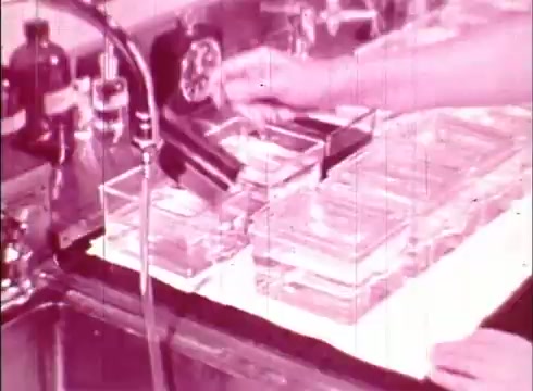 The still from 'The Human Cell and the Cytologist' depicts a laboratory setting with a hand adjusting a faucet, pouring water over a series of clear glass containers or petri dishes placed on a counter. The environment emphasizes sterilization and preparation, typical of a cytology lab. The image has a pinkish hue, indicative of the film's age and aesthetic.
