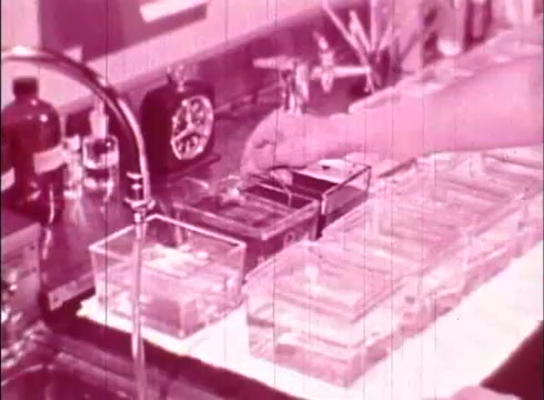 The still from 'The Human Cell and the Cytologist' portrays a laboratory setting, likely focused on cellular study. In the image, a hand is seen reaching towards a series of transparent tanks containing liquids, possibly for microscopy or experimentation. The environment is equipped with laboratory tools, including flasks and a clock in the background, emphasizing a scientific atmosphere. The overall color tone is a pinkish hue, typical of many older 16mm prints.