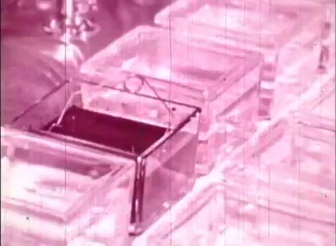 The still from 'The Human Cell and the Cytologist' features a close-up of several transparent containers, likely used for biological samples or experiments related to cell observation. The image is tinted with a pink hue, typical of older films, and highlights the focus on laboratory techniques or procedures. The format suggests it is part of an educational presentation demonstrating concepts in cytology.