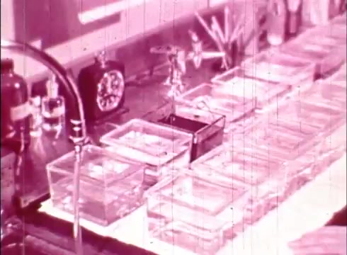 The still depicts a laboratory scene from the educational film 'The Human Cell and the Cytologist.' It shows a countertop filled with multiple transparent containers, likely used for cell studies or experiments. Behind the containers, there are various lab tools, a clock, and bottles, emphasizing a scientific environment. The image is tinted in shades of pink, typical for 16mm prints of the era.
