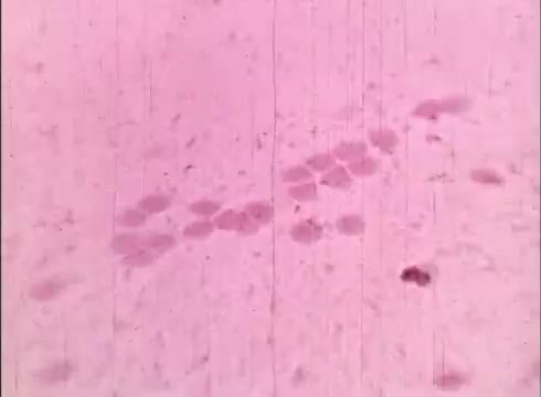 The still appears to be a microscopic view of human cells, presented in shades of pink. It shows a series of cells arranged in a pattern, likely illustrating cellular structure or division. The graininess and visual characteristics suggest it is from an educational 16mm film, used to teach concepts related to cytology and cell biology.