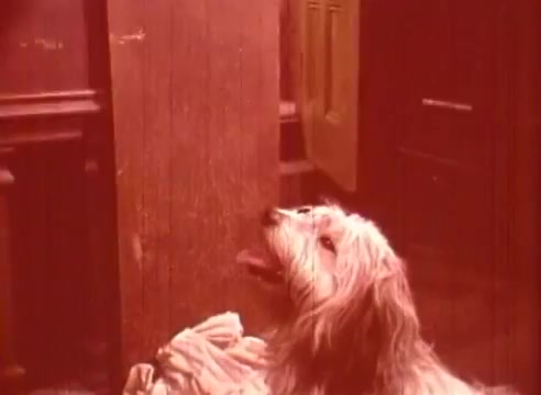 The still from 'Erik Satie and the King of the Beans - Part II' depicts a shaggy dog sitting near a wooden post, with its tongue out, suggesting a playful or curious demeanor. The warm, reddish tint of the image adds a nostalgic or whimsical atmosphere, typical of the film's artistic style. The background suggests a cozy or rustic setting, contributing to the overall tone of the piece.