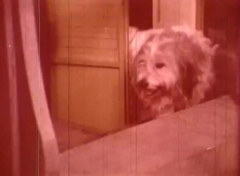 The still from 'Erik Satie and the King of the Beans - Part II' features a dog peering through a doorway, with a soft-focus and warm color palette indicative of vintage film. The scene suggests a whimsical or playful atmosphere, reflecting the surreal and imaginative essence of the work.