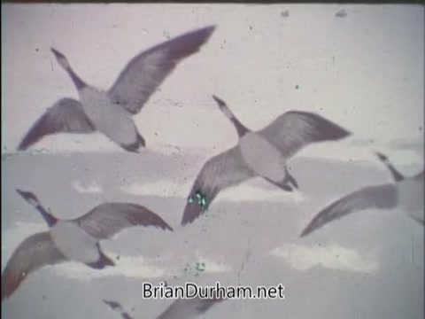 The still depicts a flock of birds in flight, likely over a body of water. The birds are captured mid-motion, showcasing their wings spread wide, emphasizing their grace and the natural environment. The overall tone is soft and slightly faded, characteristic of 16mm film, contributing to a nostalgic feel. The scene portrays a moment in nature, aligning with themes of wildlife conservation.