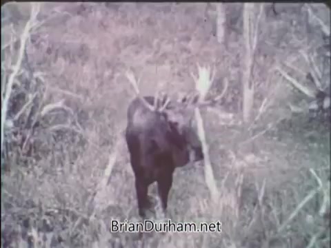 The still from the 'National Wildlife Federation PSA' features a moose in a natural setting, surrounded by grass and sparse vegetation. It appears to be a tranquil moment in wildlife, highlighting the importance of conservation. The colors are somewhat muted, typical for older film formats, conveying a nostalgic tone.