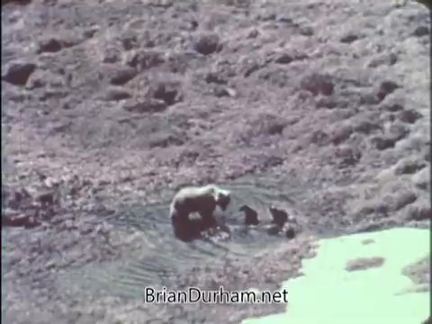 The still features a bear and two cubs, likely interacting in a natural setting. The environment appears rugged and earthy, possibly depicting a wilderness area. The image suggests a focus on wildlife and conservation themes, aligning with the purpose of the National Wildlife Federation's public service announcement.