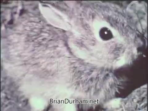 The still features a close-up of a small, furry rabbit, showcasing its large, expressive eyes and soft fur. The background appears natural and somewhat blurred, emphasizing the rabbit's features. This image likely serves to highlight wildlife in the context of conservation awareness, typical of a National Wildlife Federation public service announcement.