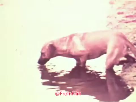 The still from the 16mm print of the 'Project Hope' public service announcement features a dog standing near a body of water, appearing to drink. The color grading gives the image a vintage feel, typical of the 1960s, with soft hues and a slightly faded quality. The dog is captured mid-action, emphasizing a serene yet poignant moment, likely intended to evoke a sense of compassion towards animals or the environment. The context of the PSA suggests themes of care and awareness.