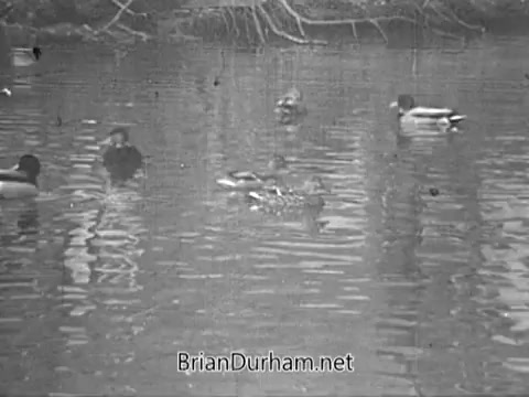 The still depicts a serene pond scene, featuring several ducks gliding on the water's surface. The environment evokes a peaceful, natural setting, likely symbolizing renewal and the essence of spring. This backdrop aligns with the theme of gift-giving during celebratory occasions, enhancing the emotional connection of sending floral arrangements, even from afar.