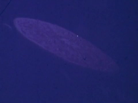 The still features an elongated, oval shape set against a deep blue background. The surface of the shape appears to be textured, suggesting an abstract or stylized representation. The overall composition leans towards a minimalistic aesthetic, likely intended to evoke a sense of curiosity or intrigue relevant to the advertisement's theme.