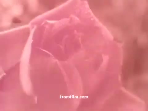 The still features a close-up of a rose, with soft pink hues dominating the image. The floral details are lush and delicately focused, suggesting themes of beauty and fragility. This aesthetic aligns with the emotional undertones often associated with awareness campaigns, linking nature's beauty to the cause of muscular dystrophy in the 1970s.
