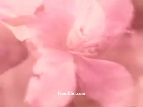 The still from 'Give To The March Against Muscular Dystrophy' showcases a close-up of a pink flower, creating a soft, ethereal quality. The image likely symbolizes beauty and resilience, resonating with the theme of hope associated with the campaign. The pastel tones invite a sense of calmness, capturing the essence of the supportive message of the film.