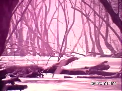 The still from 'HUD National Flood Insurance Program PSA' featuring William Shatner depicts a serene but somber landscape affected by flooding. Bare trees emerge from the water, which is tinted in a soft, hazy light, conveying the aftermath of flood damage. The scene emphasizes the significant threat of floods to communities and sets the stage for the introduction of the National Flood Insurance Program as a means of protection. The visual tone suggests both vulnerability and the need for security.