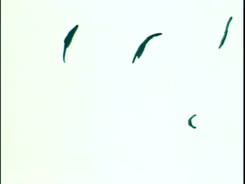 The still from the 1975 Christmas Seal PSA features abstract shapes, likely representing seals or stamps, set against a light background. This artistic representation emphasizes the campaign's theme of promoting awareness and support for tuberculosis prevention through the purchase of Christmas Seals. The simplicity and color contrast may evoke a festive yet serious tone typical of public service announcements from that era.