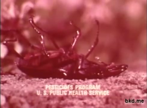 The still features two insects, likely shown in a dramatic or close-up style typical of 1970s public service announcements. The image is tinted, giving it a reddish hue. Text at the bottom identifies the content as part of the 'Pesticides Program' by the U.S. Public Health Service, indicating a focus on pest control and public health. The visual elements are characteristic of informational advertising from that era, aiming to raise awareness about pest management and its implications for health.
